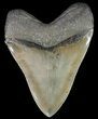 Serrated, Megalodon Tooth - Georgia #70038-2